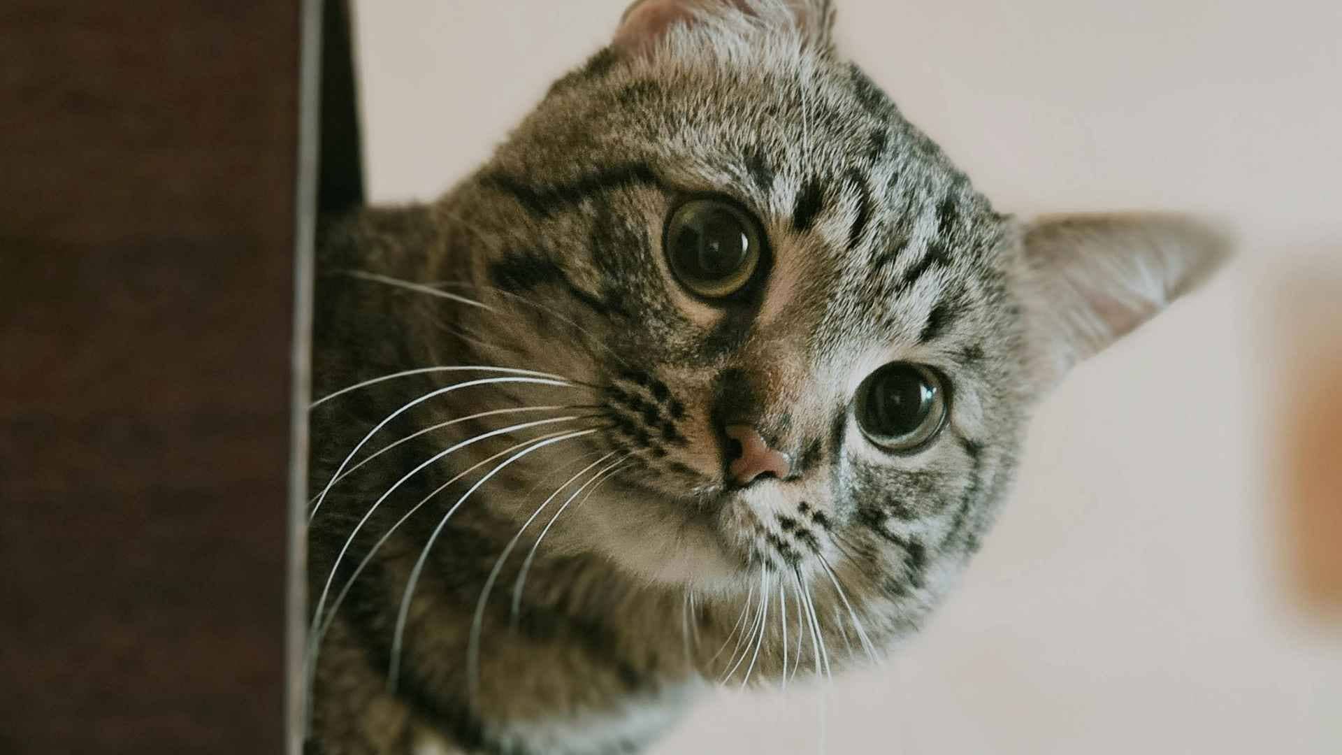 bolas de pelo en gatos